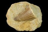 Mosasaur (Mosasaurus) Tooth In Rock - Morocco #155372-1